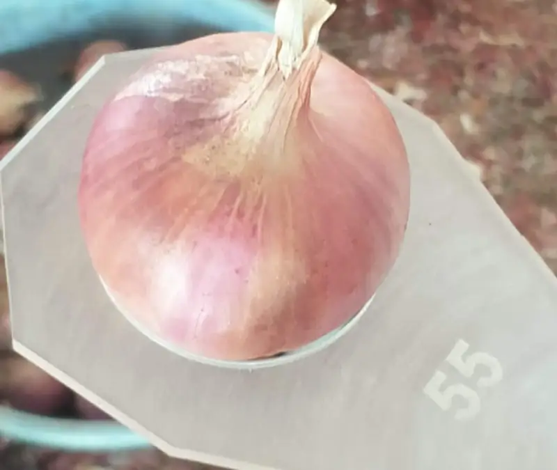 Bombay Onion View 2