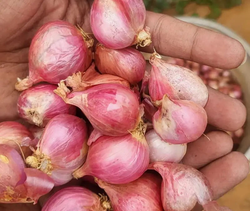 Fresh Shallots View 3