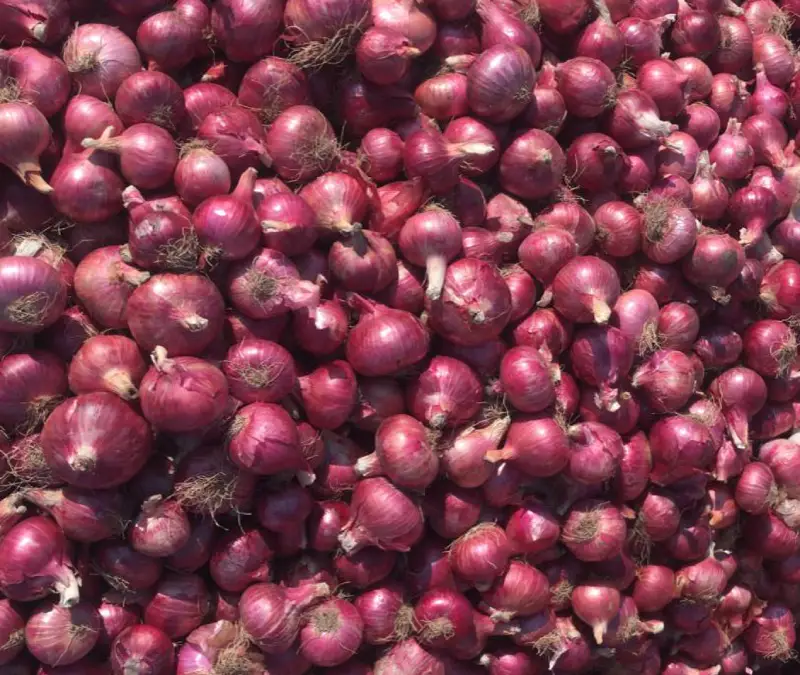 Fresh Shallots Showcase 5